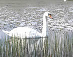 Swan